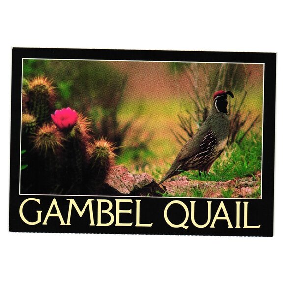 Vintage Gambel Quail Postcard Desert Scene Bird Aviary Zoo Wildlife Southwest - Picture 1 of 2